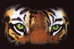 tigereyes